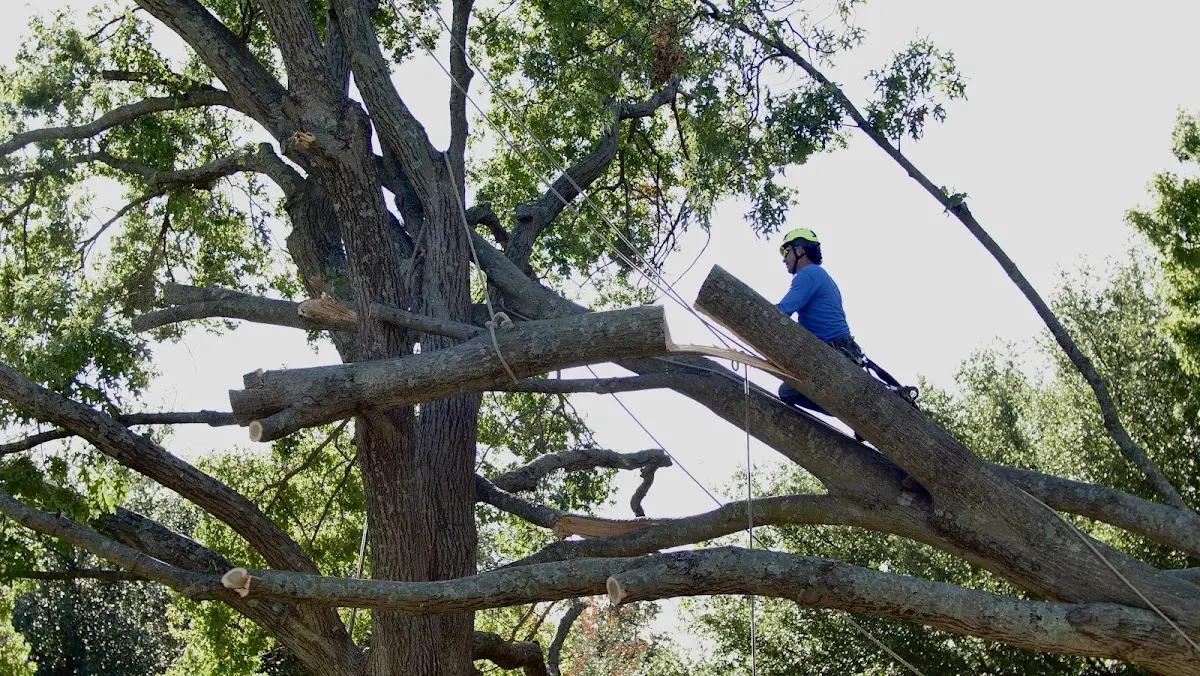 Professional Crown Thinning performed by certified arborists in Powderhorn