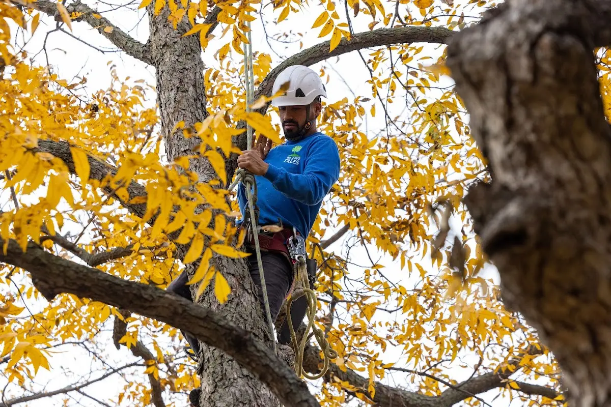 Skilled Tree Transplanting crew working in Powderhorn